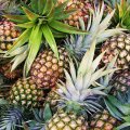 Fresh Pineapple