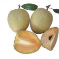 Fresh Sapodilla
