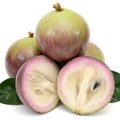 Fresh Star Apple