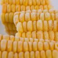 IQF Boiled Sweet Corn