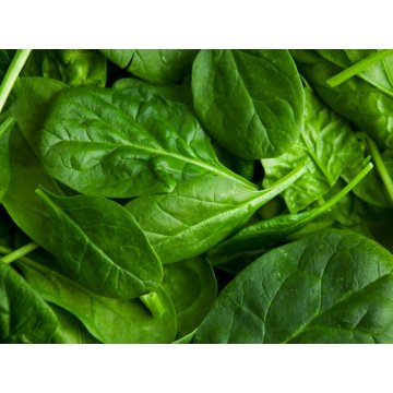 Fresh Spinach