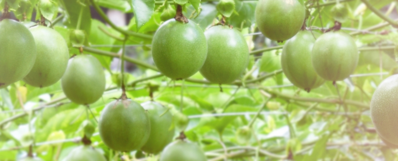 Passion Fruit filed 